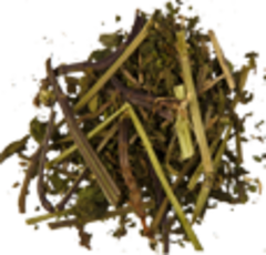 Яснотка белая (трава)