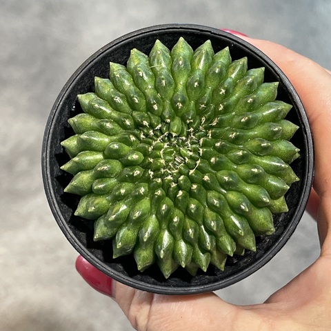 Гимнокалициум Инермис Кристата d8