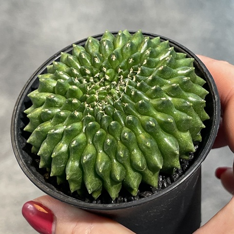 Гимнокалициум Инермис Кристата d8