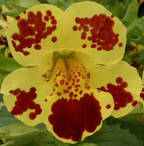 S5208 Мимулюс Maximus Yellow Blotch 10шт.