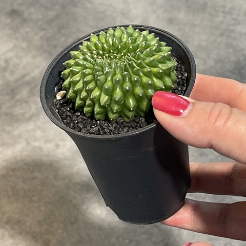 Гимнокалициум Инермис Кристата d8