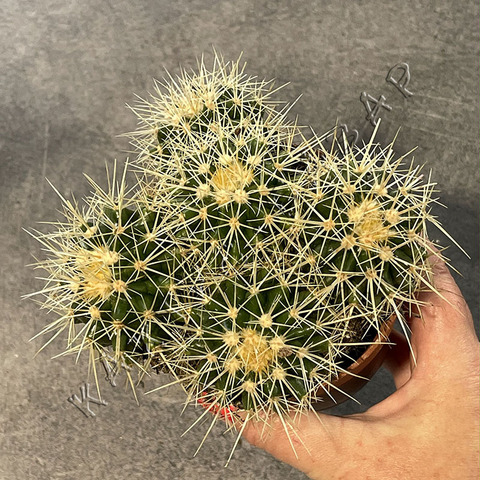 Эхинокактус Грузони Семейка d10