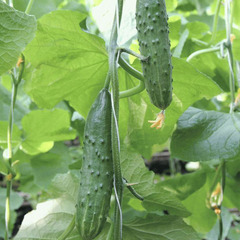 Эстафета F1 семена огурца пчелоопыляемого (Гавриш)