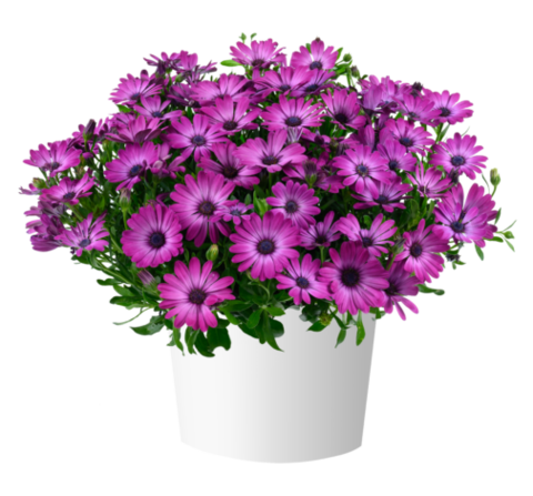 2744 Остеоспермум OSTICADE MAGENTA (ОСЕНЬ 2025)