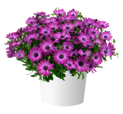 2744 Остеоспермум OSTICADE MAGENTA (ОСЕНЬ 2025)