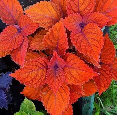 Inferno колеус КСР