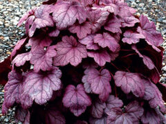 Гейхера Grape Soda (Грейп Сода)