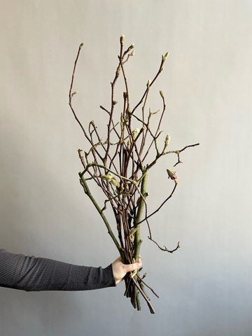 Магнолия ветки 80 см