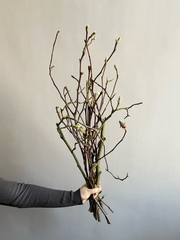 Магнолия ветки 80 см