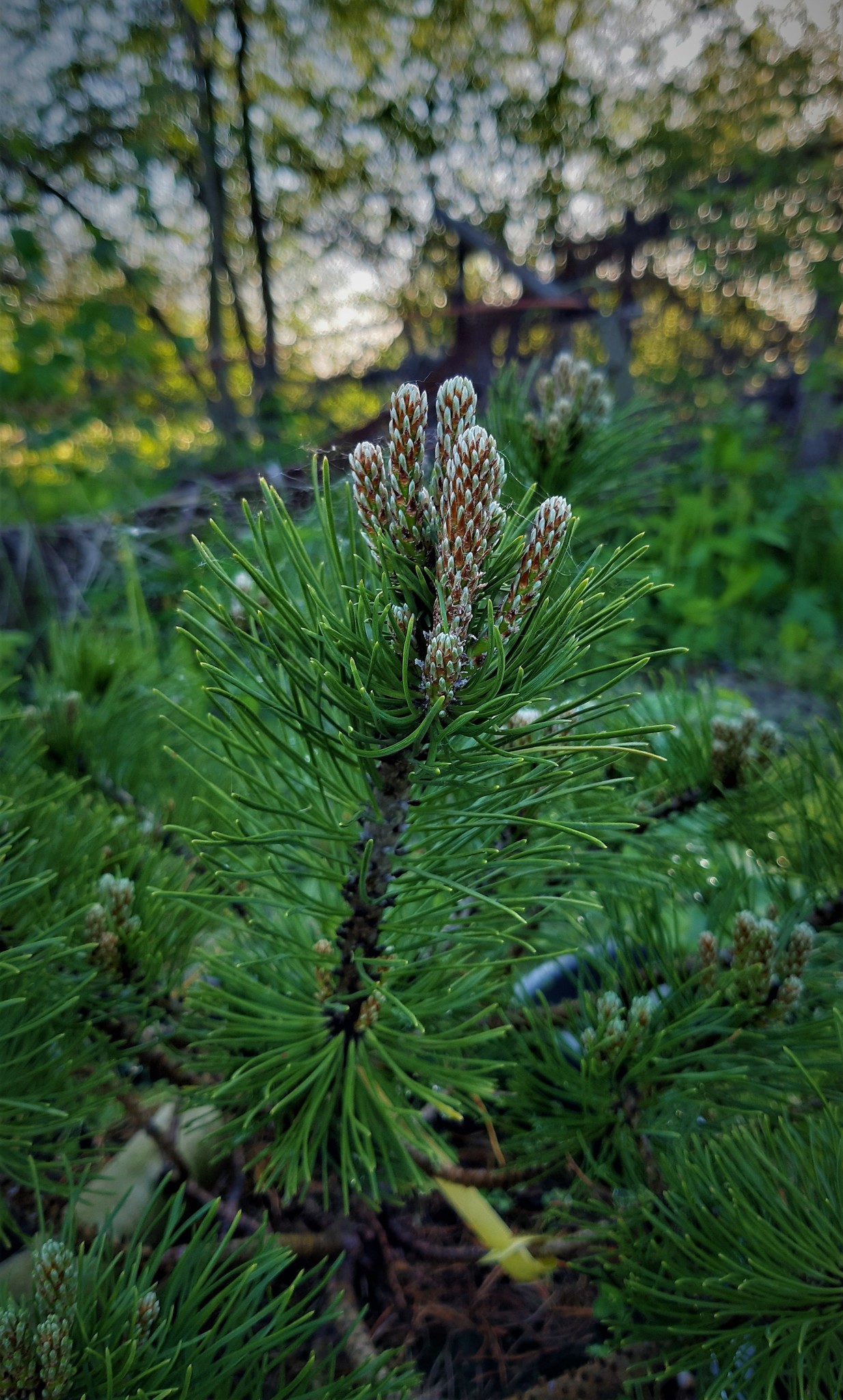 Сосна горная Pinus mugo