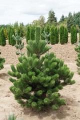 Сосна черная Орегон Грин Pinus nigra Oregon Green