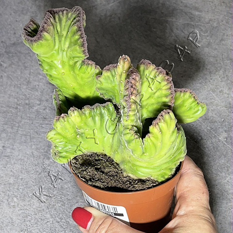 Стапелия Линдерсиае Кристата d9