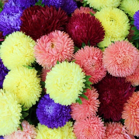 Астра Бьютифул Дэй Микс