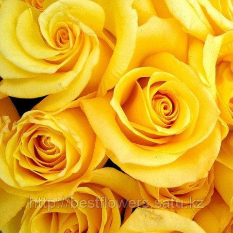 Жёлтые розы (Голландия, вы сами выбираете количество)
