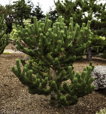 Сосна черная Орегон Грин Pinus nigra Oregon Green