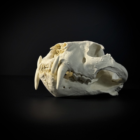 Череп тигра из пластика