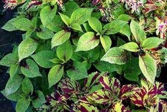 Иней Тай колеус