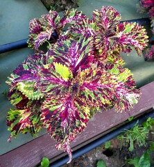 Greep колеус КСР