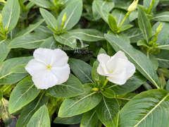 Катарантус ампельный белый