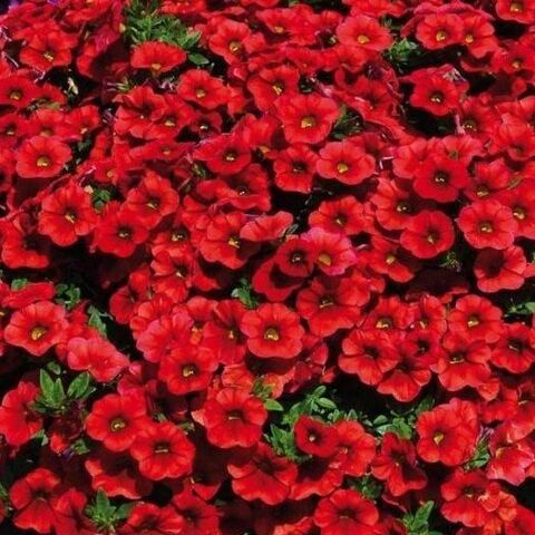 19142 Калибрахоа CALITA RED (ВЕСНА 2025)