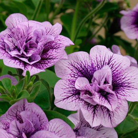 3295 ПЕТУНИЯ LAVENDER BOUQUET