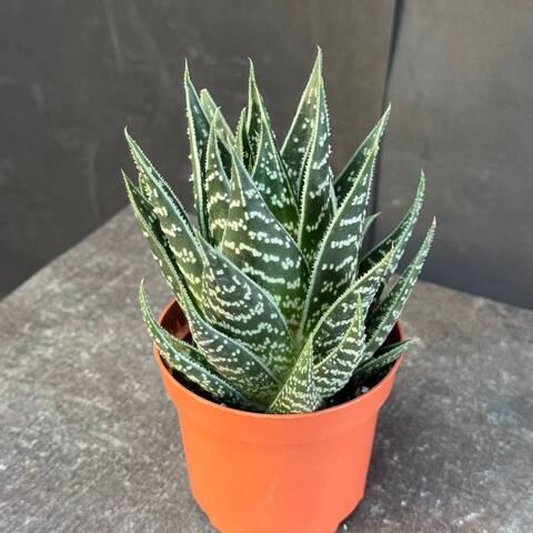 Хавортия (Haworthia)