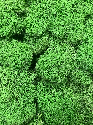 Мох стабилизированный , цвет: зеленый 100г.