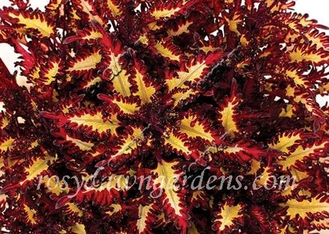 Macaw колеус КСР