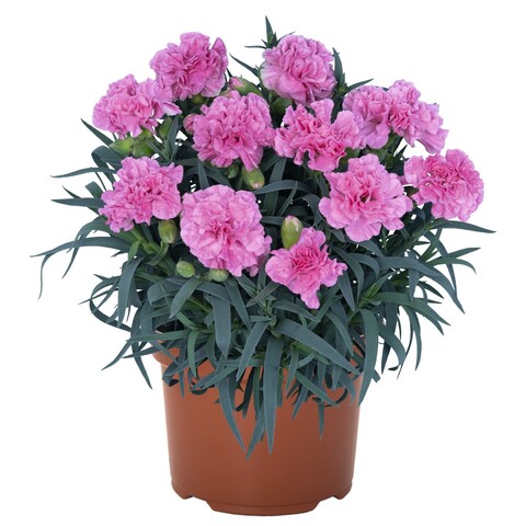 1669 Гвоздика Oriental Lavender (Весна 2026)