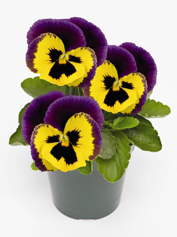 S2558 Виола крупноцветковая Inspire Plus Yellow Purple Wing 5шт.