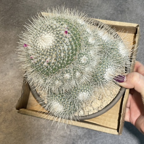 Маммиллярия Геминиспина в керамике d15