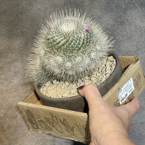 Маммиллярия Геминиспина в керамике d15