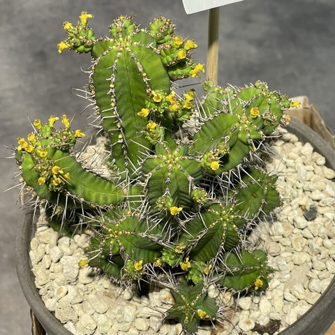 Эуфорбия Фрутикоза в Керамике d15