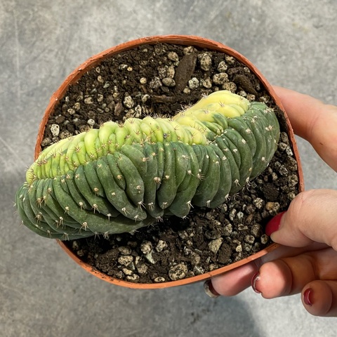 Трихоцереус Паханой Кристата Вариегата (1) d12