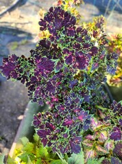 Favourite Тай колеус КСР