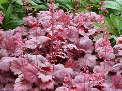 Гейхера Grape Soda (Грейп Сода)