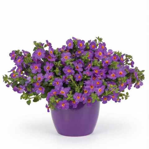 1046 Бакопа MegaCopa Purple (Весна 2026)