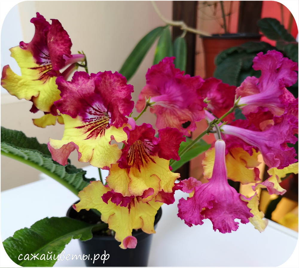 Требования к почве и освещению