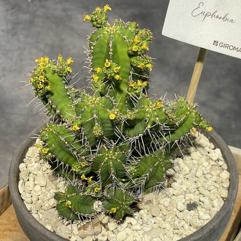 Эуфорбия Фрутикоза в Керамике d15