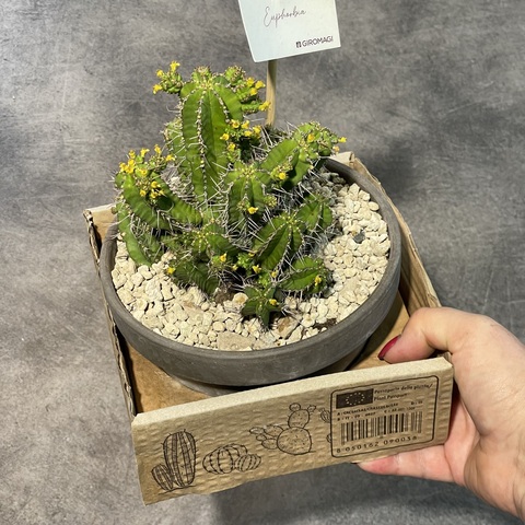 Эуфорбия Фрутикоза в Керамике d15