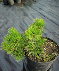 Teofrast Сосна горная Pinus mugo