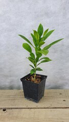Семена Помело citrus grandis