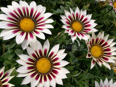 Гацания кремово-розовая