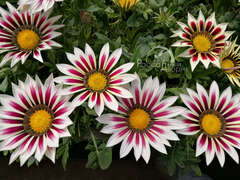 Гацания кремово-розовая