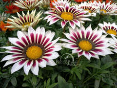 Гацания кремово-розовая