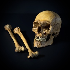Череп человека с костями (анатомические модели)