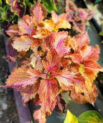 Milva Тай колеус КСР