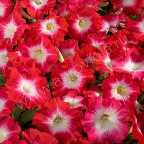 S60114 Петуния кустовая Multiflora Celebrity Red Morn 10шт.