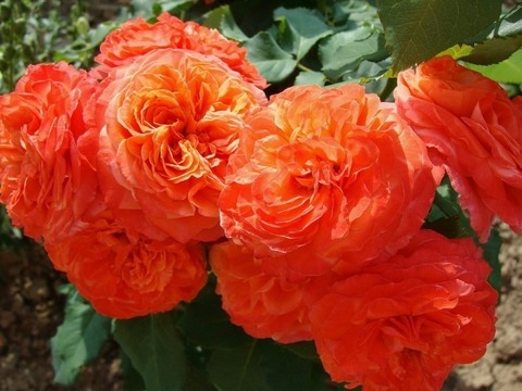 Эмильен Гийо (Emilien Guillot)