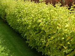 Дерен белый «Ауреа» (Cornus alba «Aurea»)